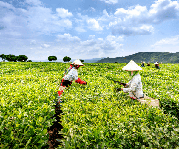 _White Natural Agriculture Facebook Cover (600 x 500 px)